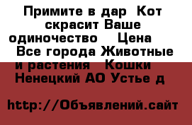 Примите в дар. Кот скрасит Ваше одиночество. › Цена ­ 0 - Все города Животные и растения » Кошки   . Ненецкий АО,Устье д.